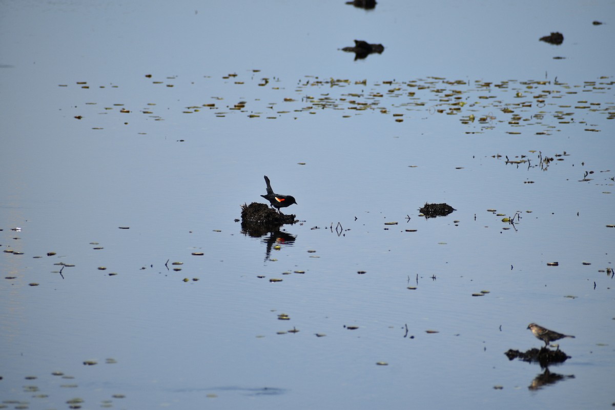 Red-winged Blackbird - ML635693334