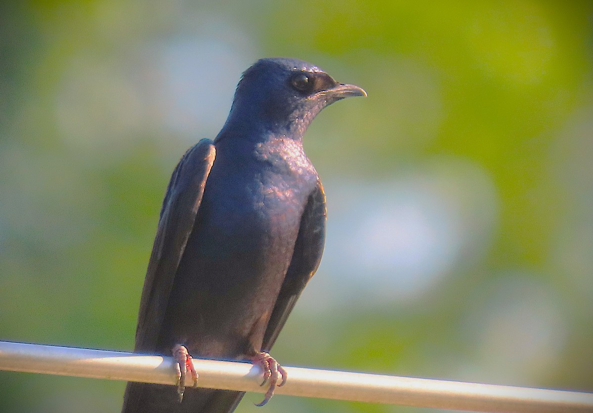 Purple Martin - ML635693361