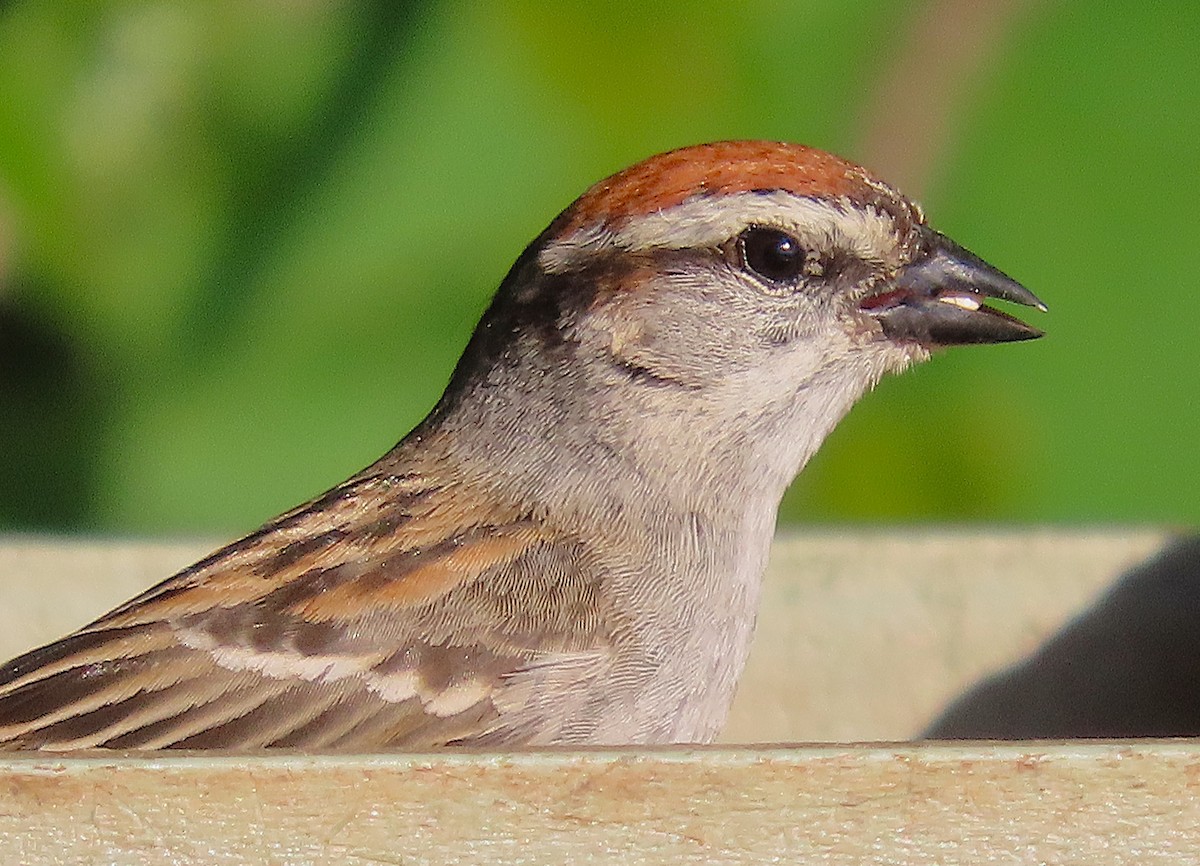 Chipping Sparrow - ML635693370