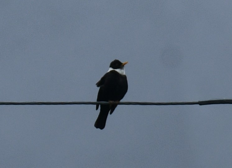 hvitkragetrost - ML635693413