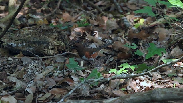 Eastern Towhee - ML635693429