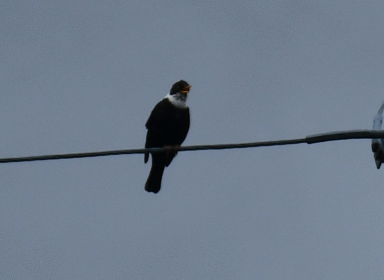 hvitkragetrost - ML635693461