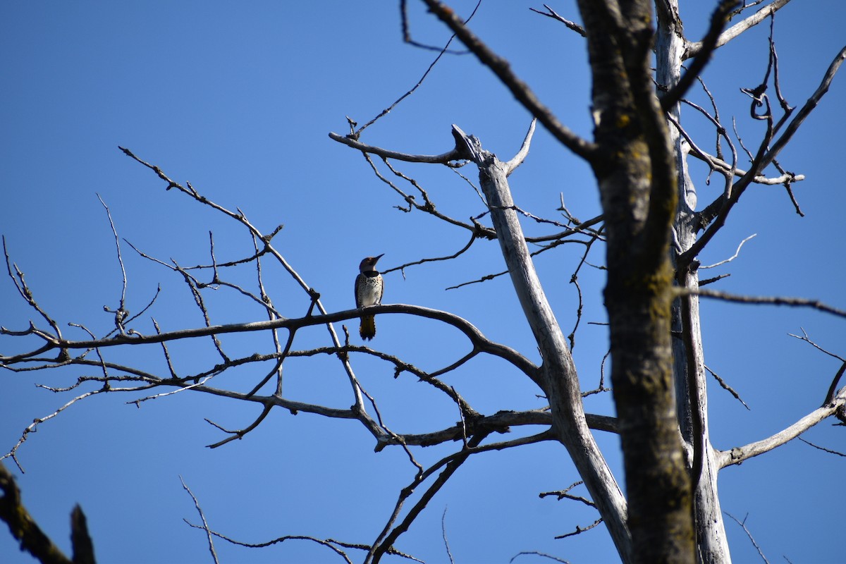 Northern Flicker - ML635693462