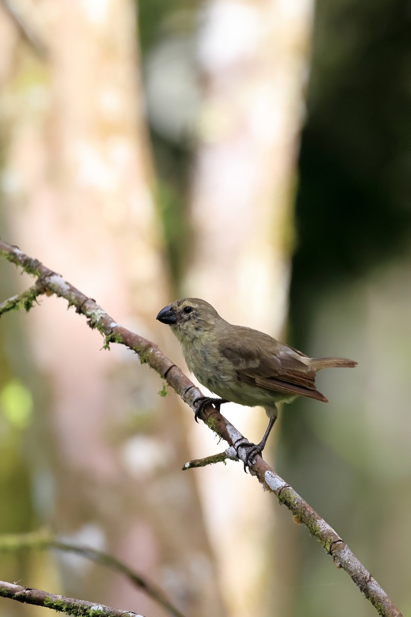 Large Tree-Finch - ML635693479