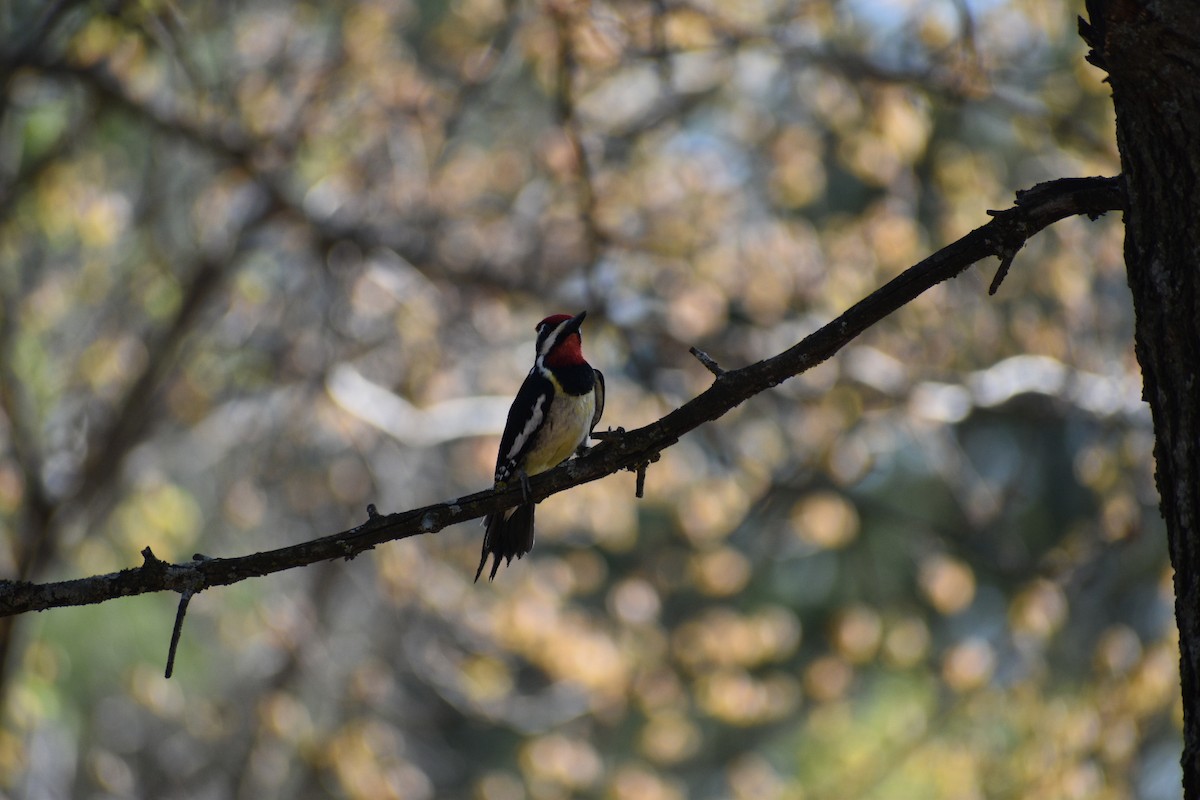 Yellow-bellied Sapsucker - ML635693488