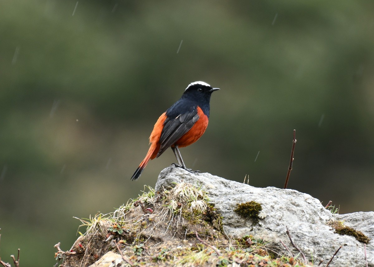 strømrødstjert - ML635693499