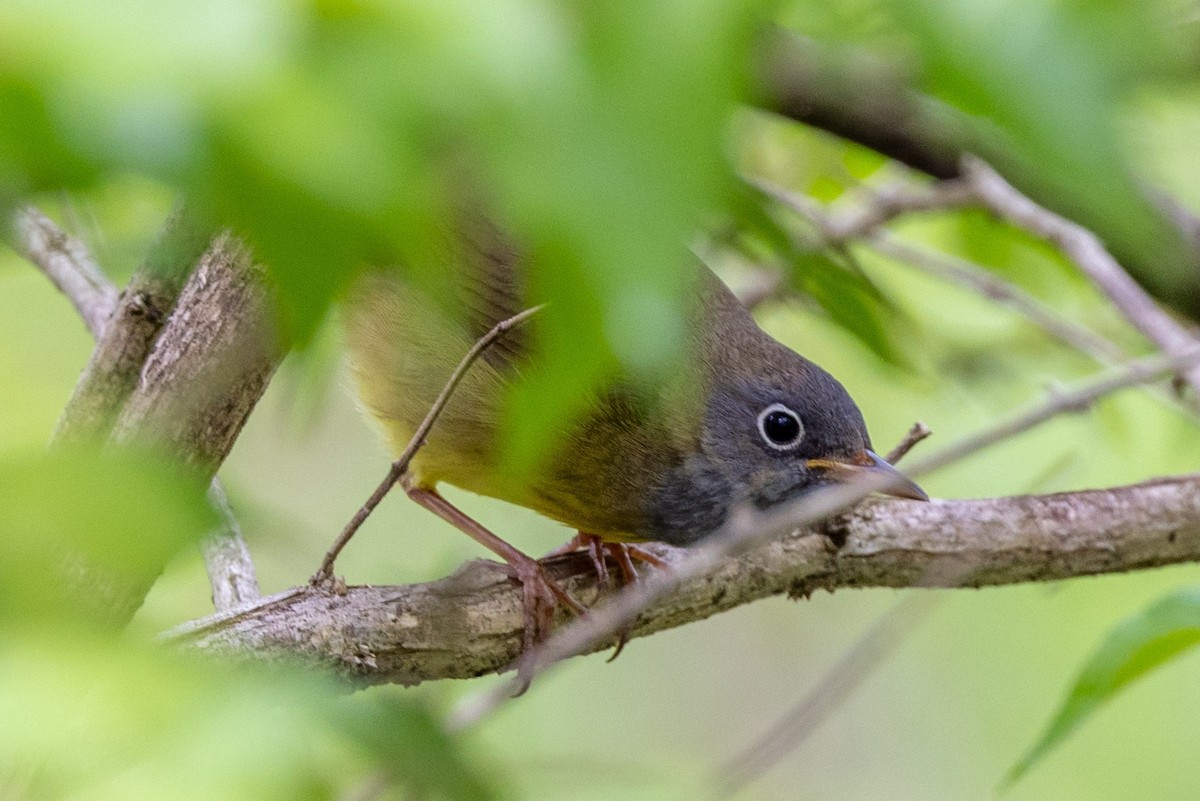 Connecticut Warbler - ML635693512