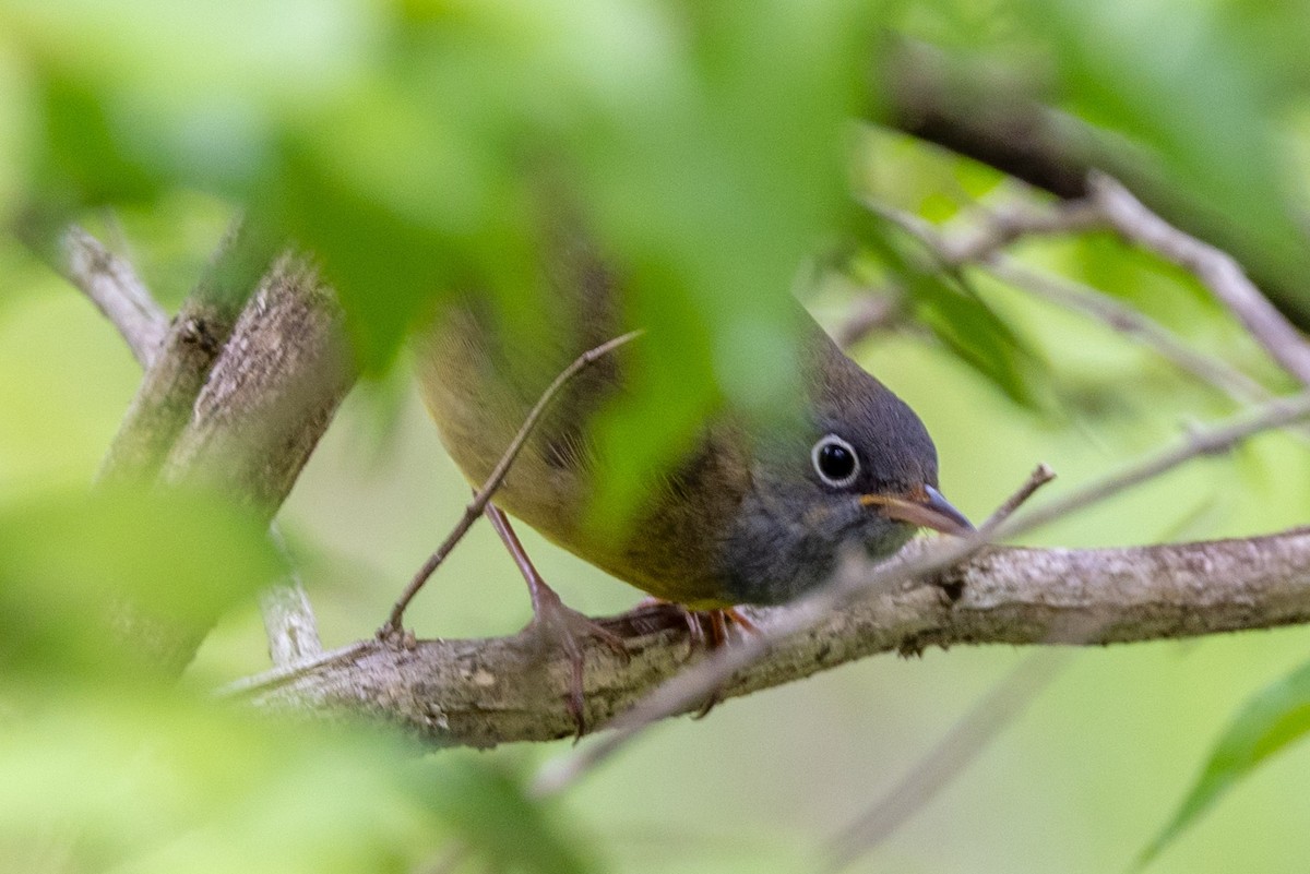 Connecticut Warbler - ML635693513