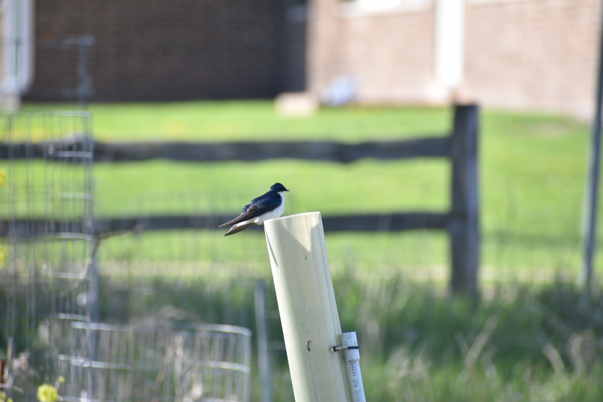 Tree Swallow - ML635693524