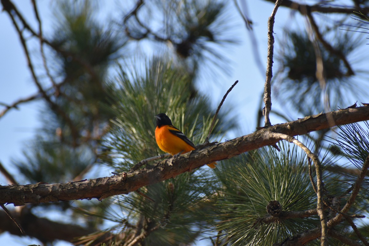 Baltimore Oriole - ML635693561