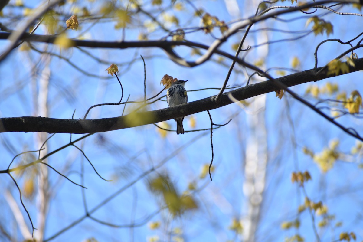 Yellow-rumped Warbler - ML635693598