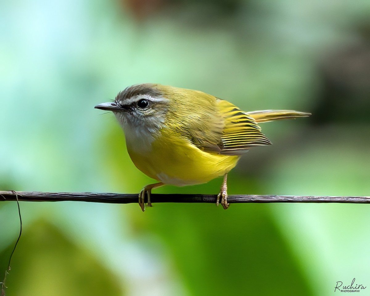 Yellow-bellied Warbler - ML635693619