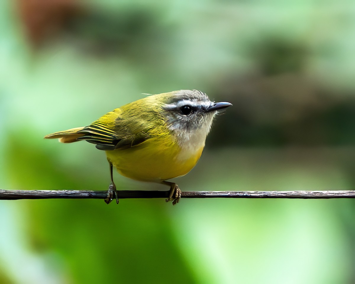 Yellow-bellied Warbler - ML635693628