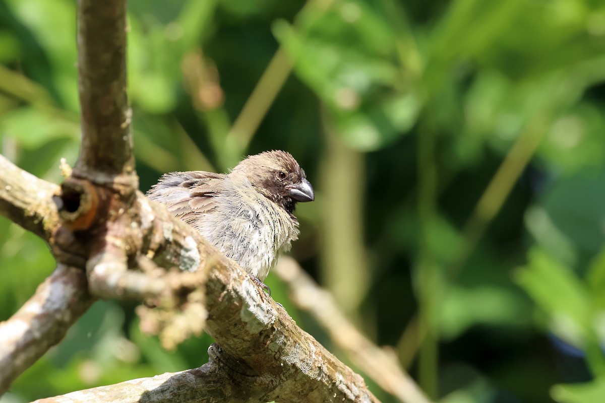 Large Tree-Finch - ML635693633