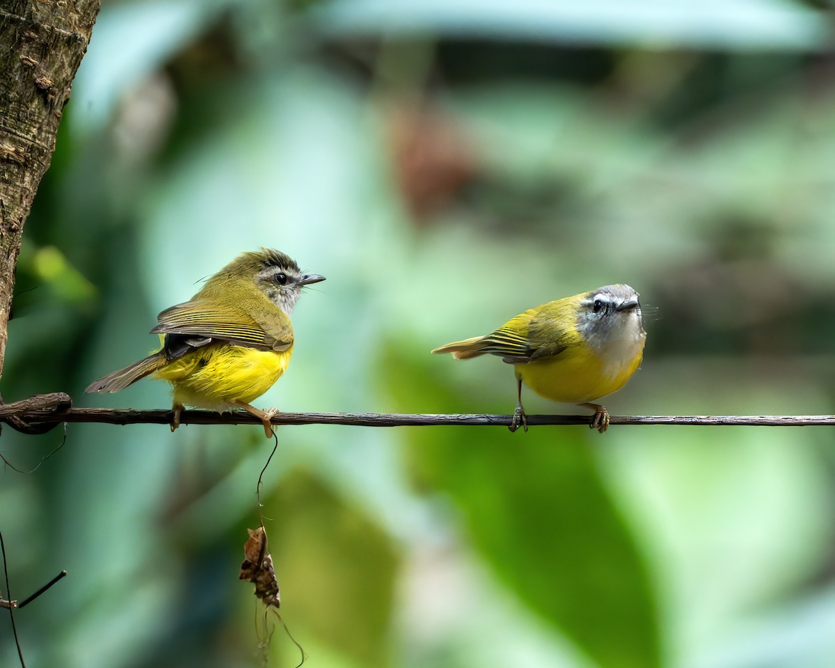 Yellow-bellied Warbler - ML635693637