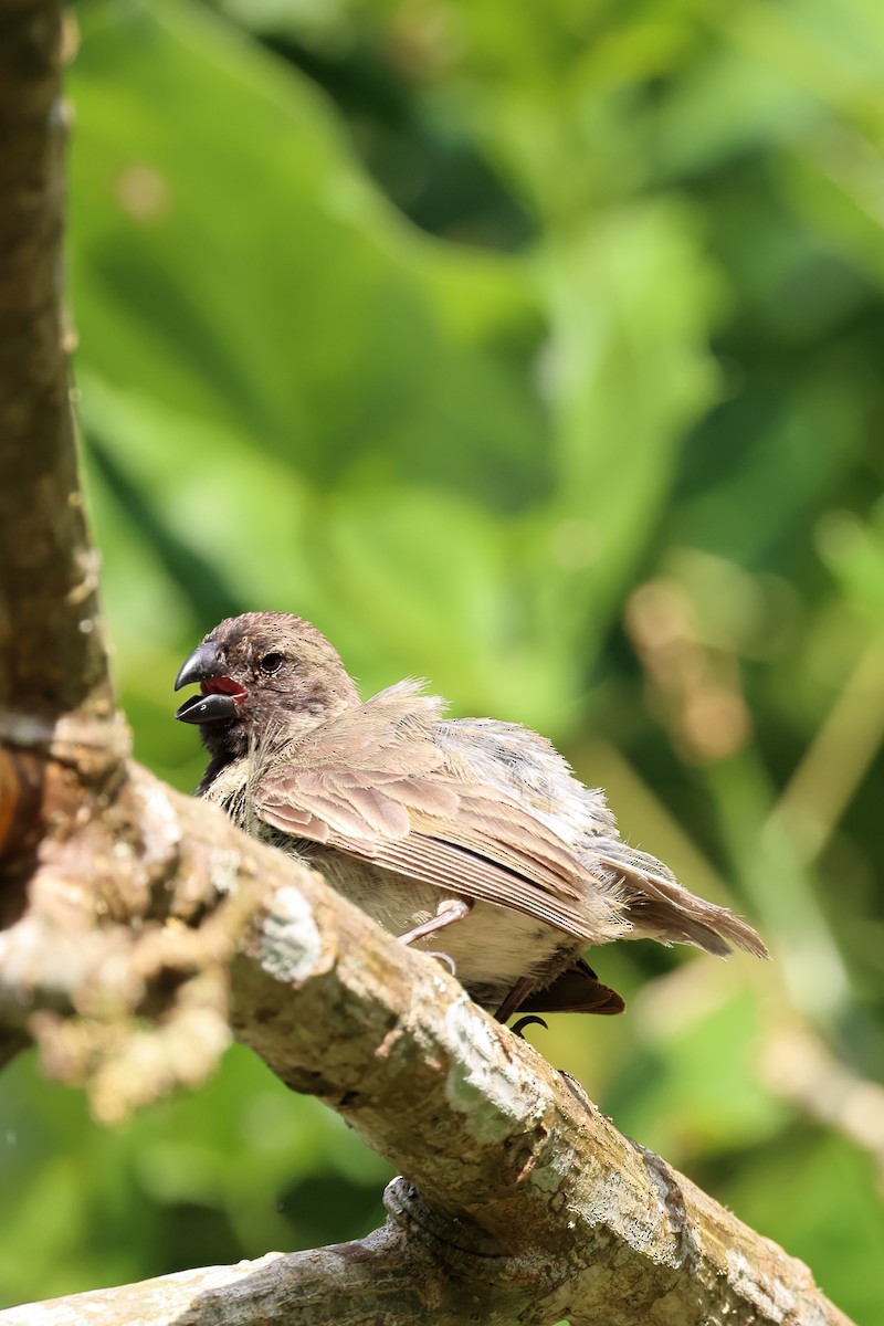 Large Tree-Finch - ML635693640