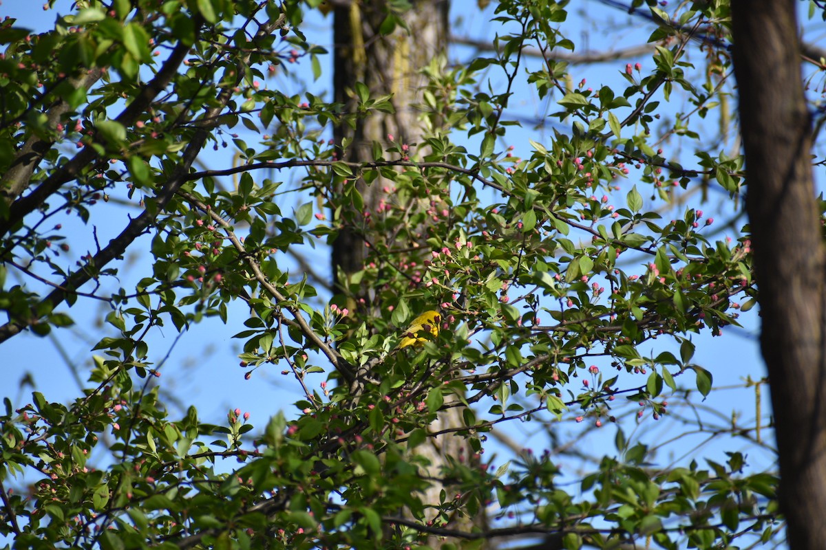 Northern Yellow Warbler - ML635693641