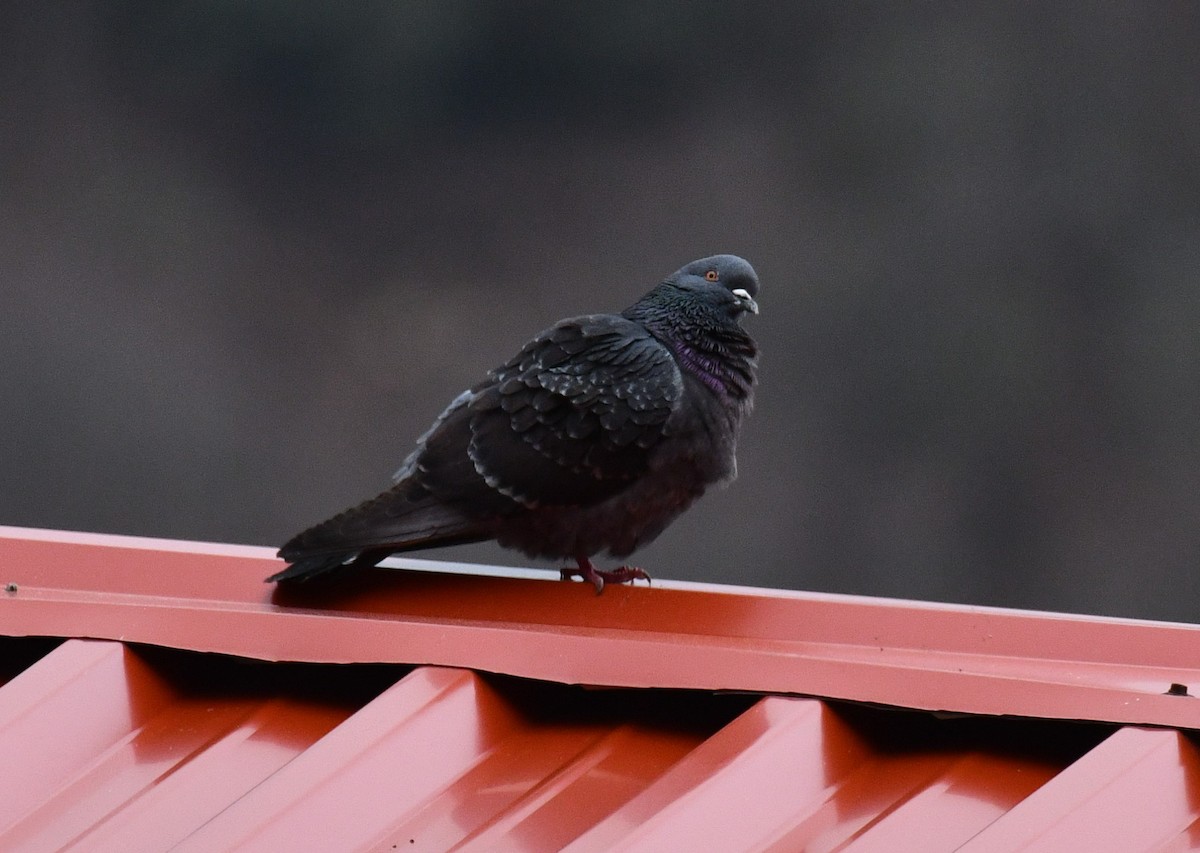 klippedue - ML635693651