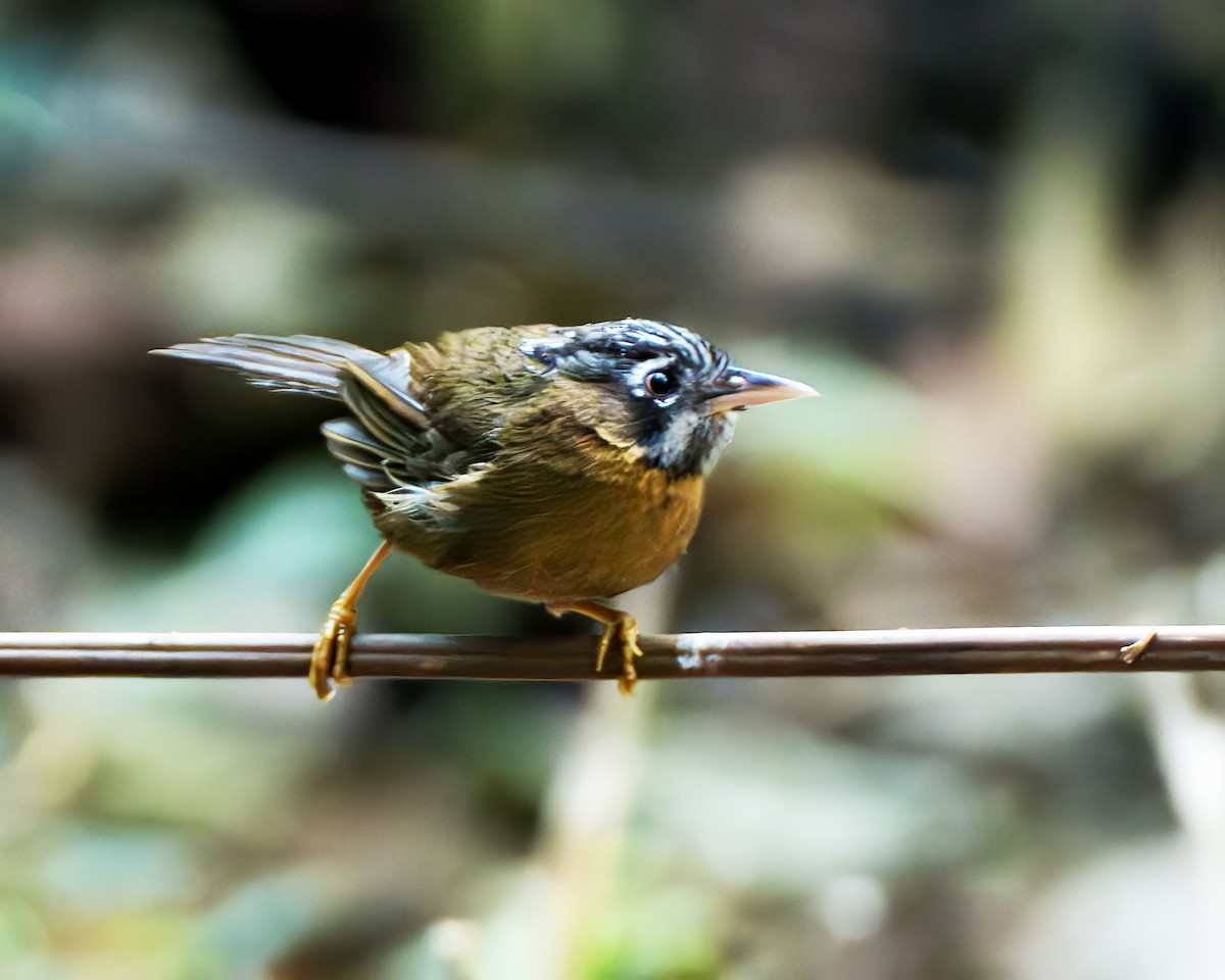 Gray-throated Babbler - ML635693654