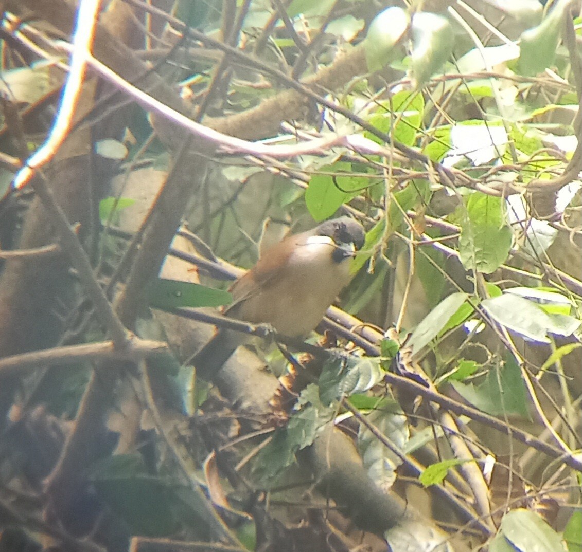 White-cheeked Laughingthrush - ML635693693