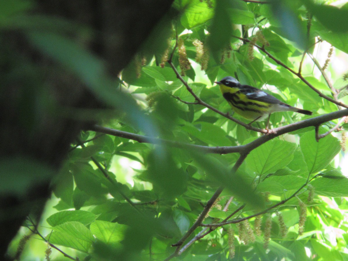Magnolia Warbler - ML635693721