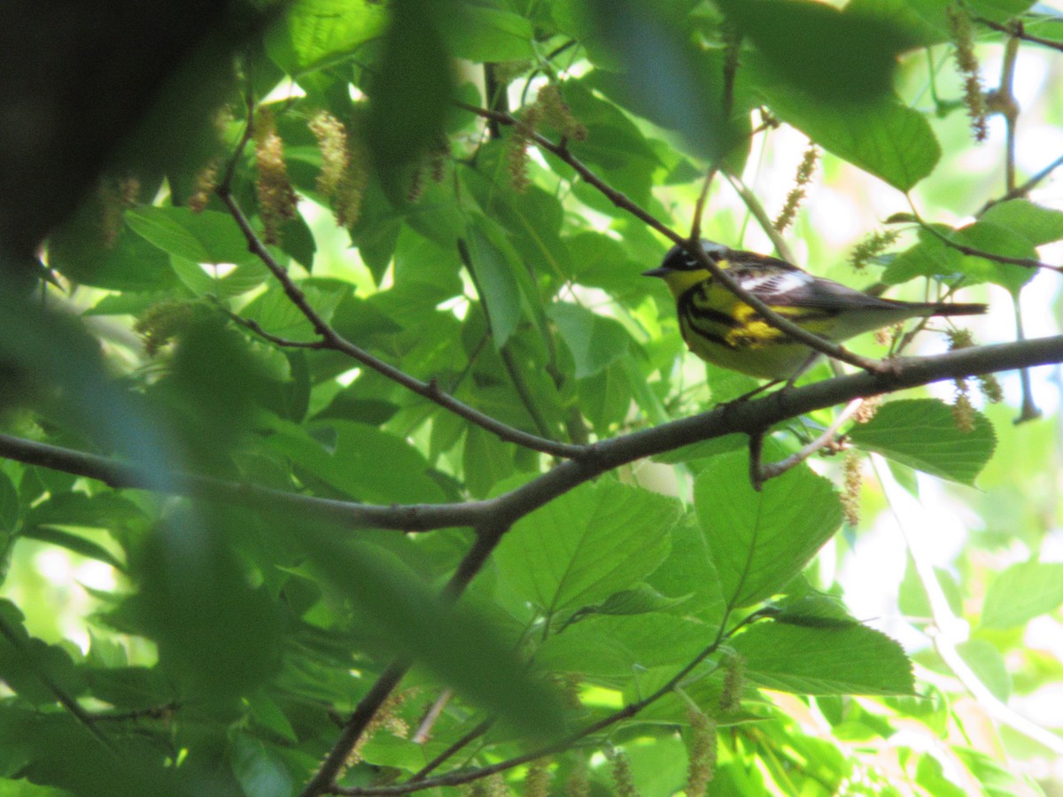 Magnolia Warbler - ML635693722