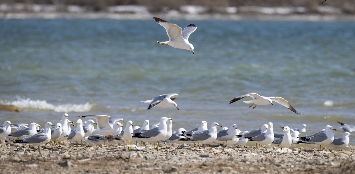 Ring-billed Gull - ML635693776
