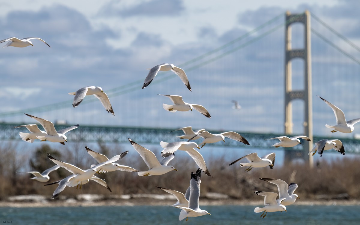 Ring-billed Gull - ML635693782