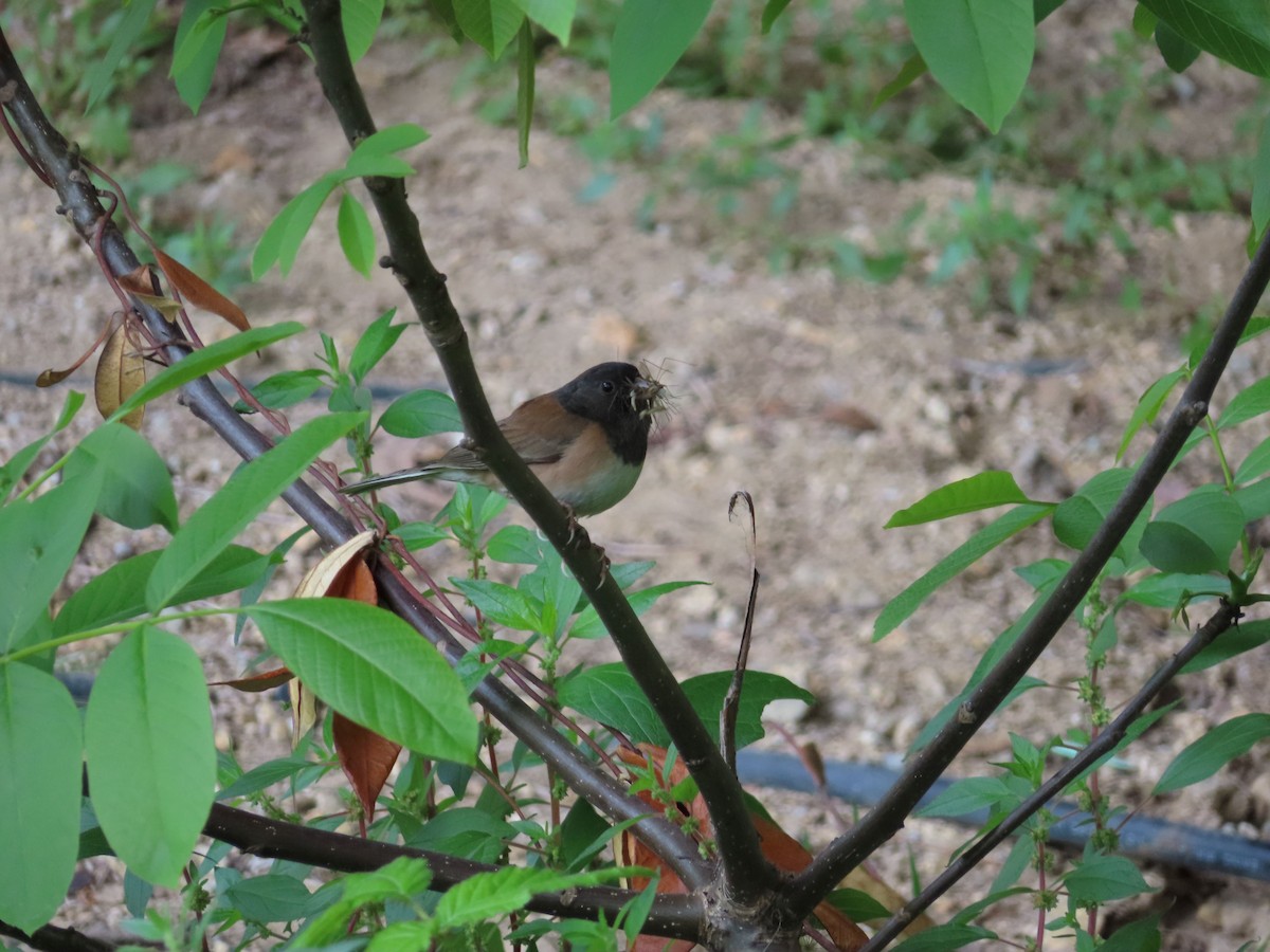 Dark-eyed Junco - ML635693861