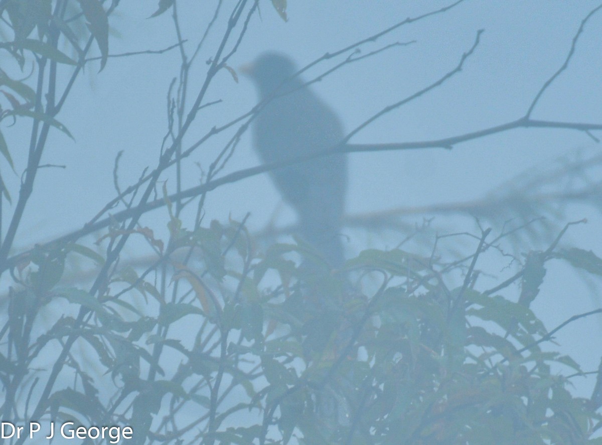 rødnebbskjære - ML635694182