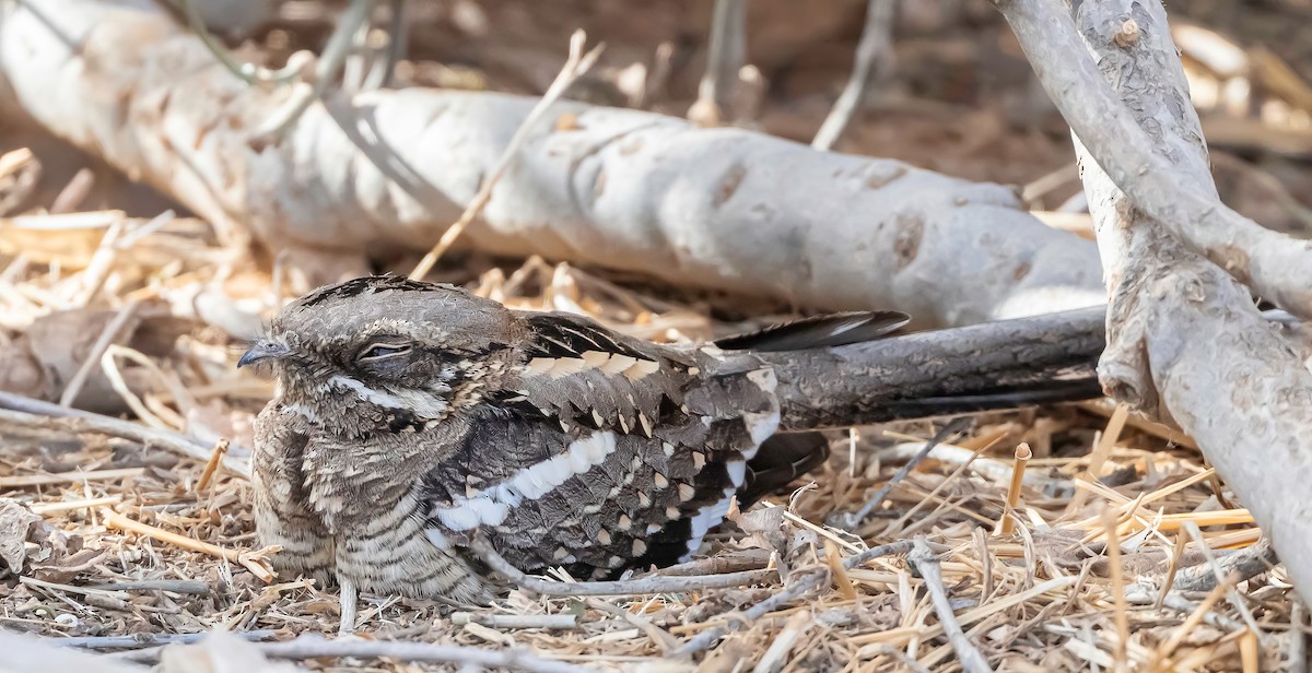 Long-tailed Nightjar - ML635694212