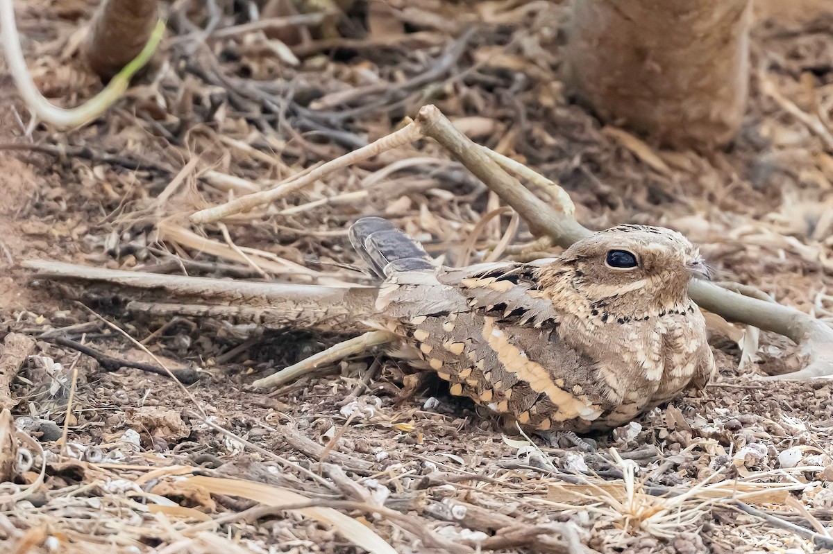Long-tailed Nightjar - ML635694224