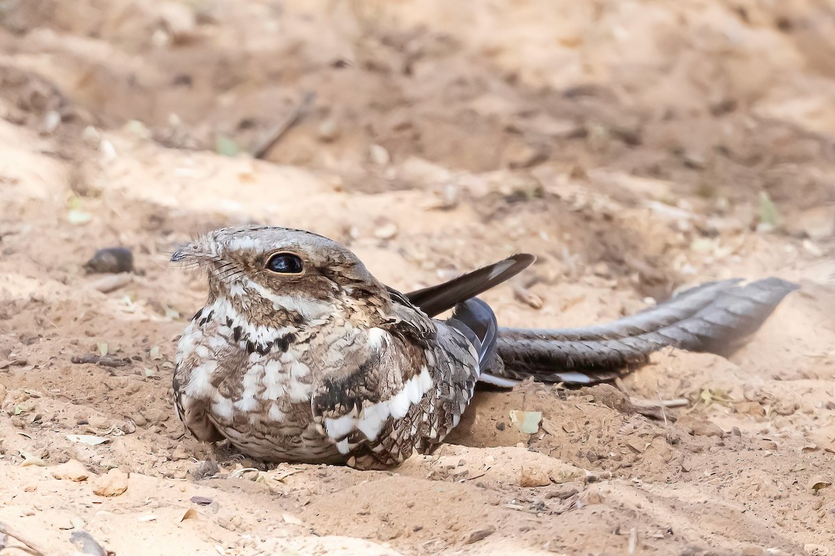 Long-tailed Nightjar - ML635694237