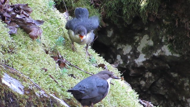 Wasseramsel - ML635694284