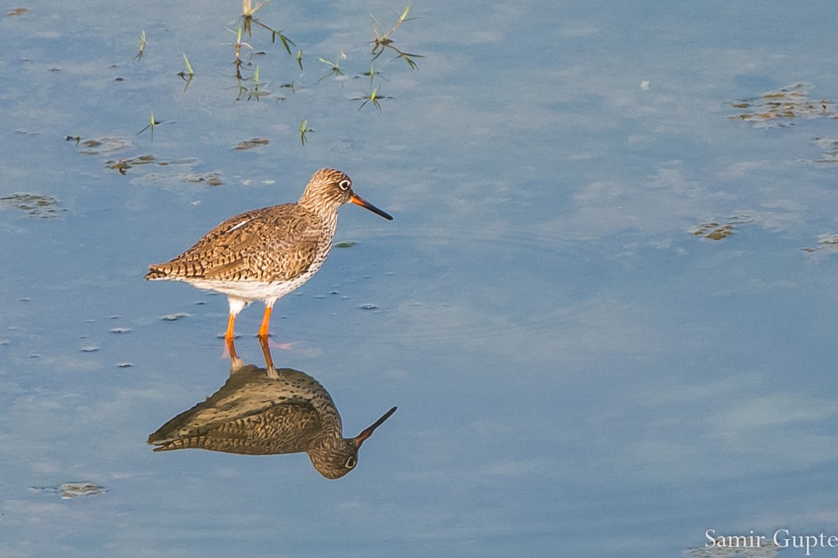 Травник - ML635694285