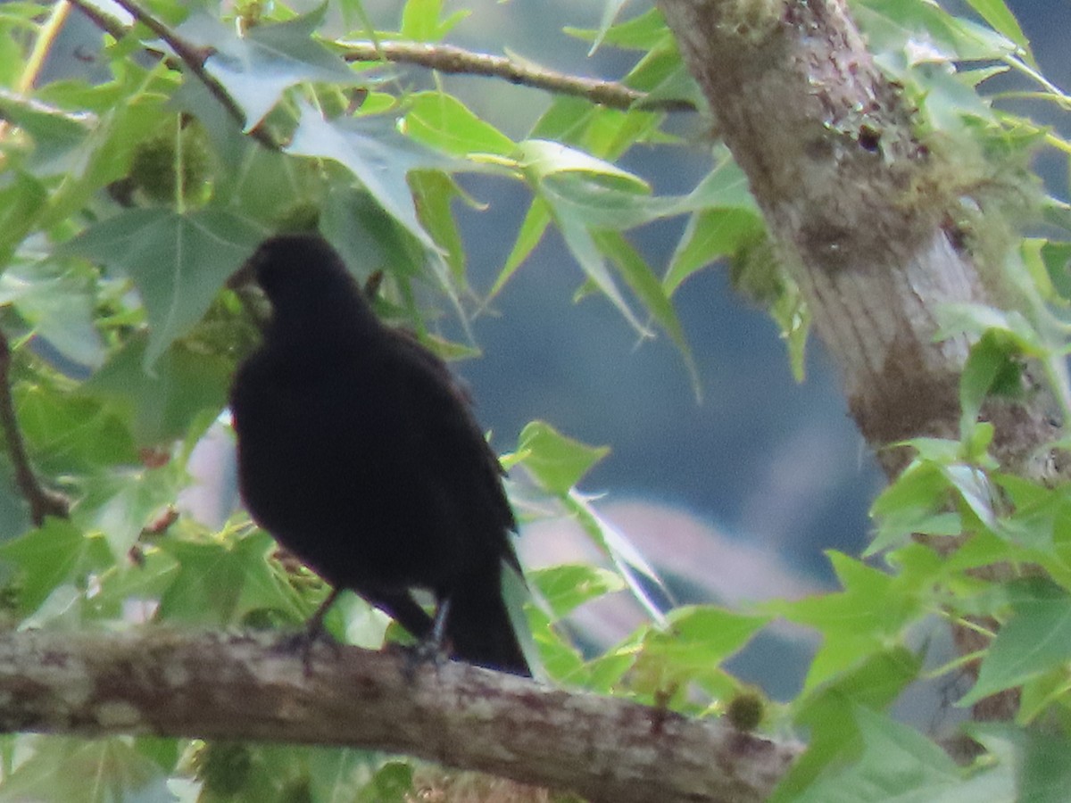 Melodious Blackbird - ML635694300