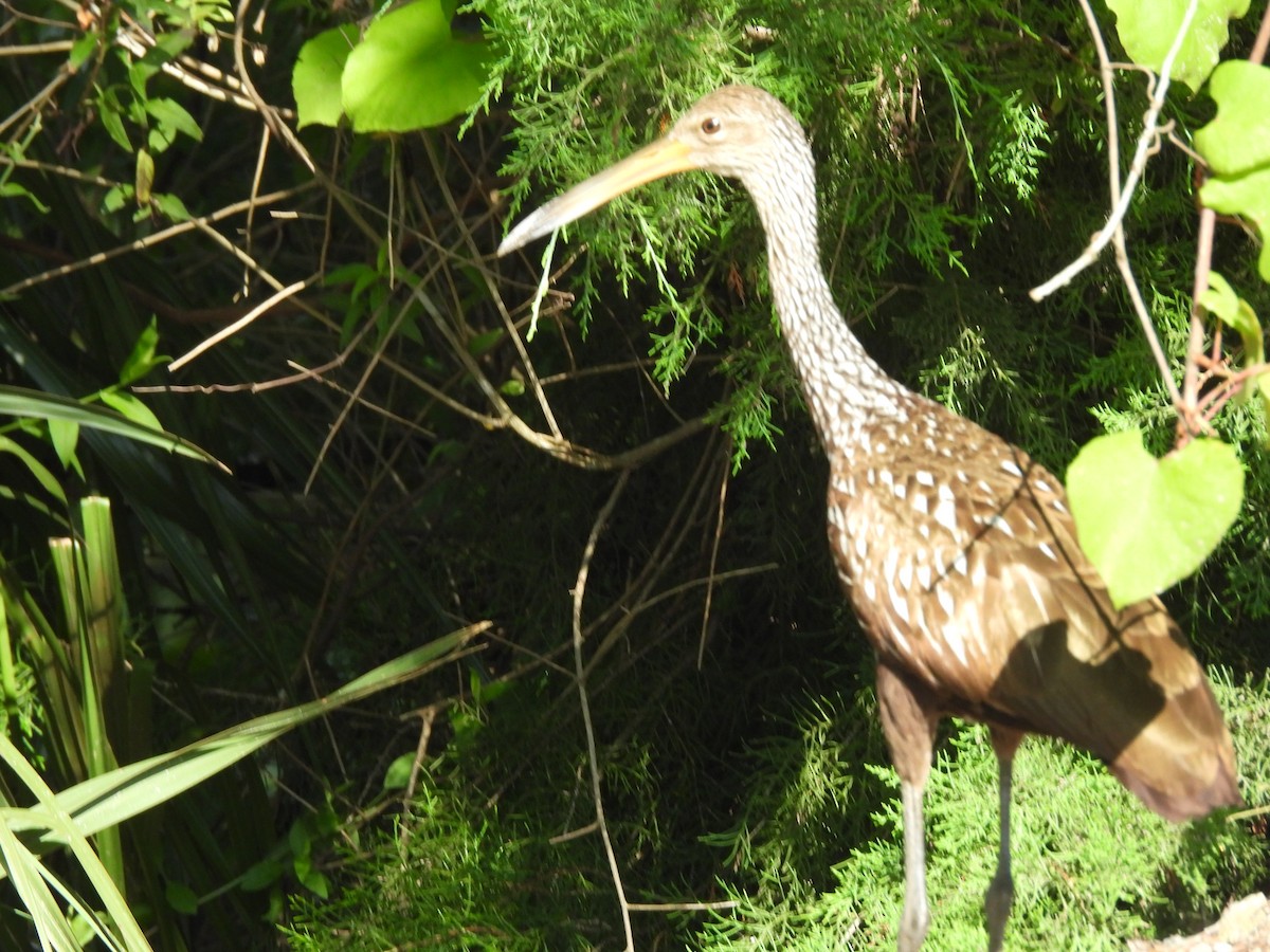 Limpkin - ML635694308