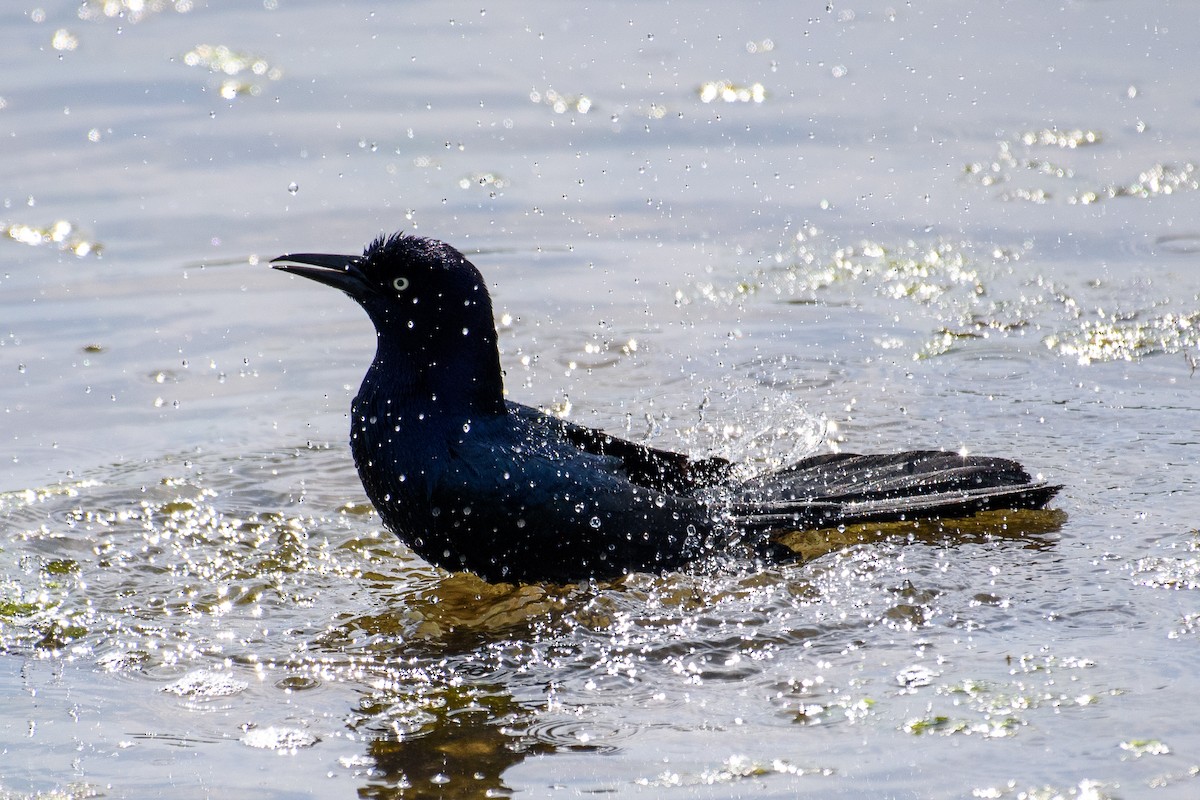 Boat-tailed Grackle - ML635694318