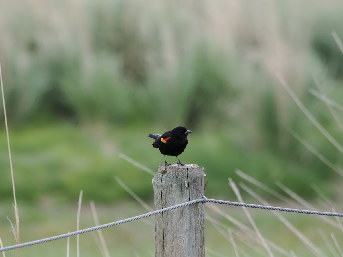 Red-winged Blackbird - ML635694346