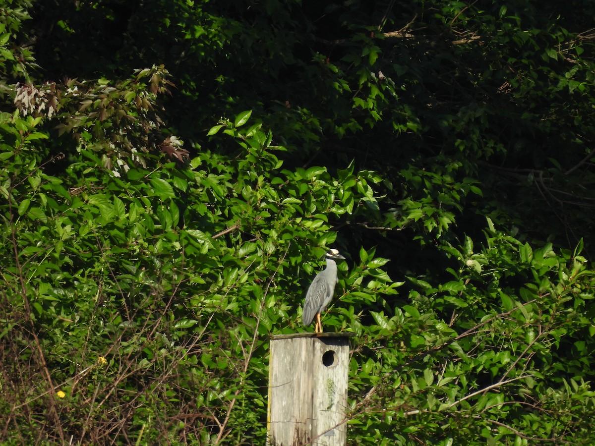 Yellow-crowned Night Heron - ML635694364