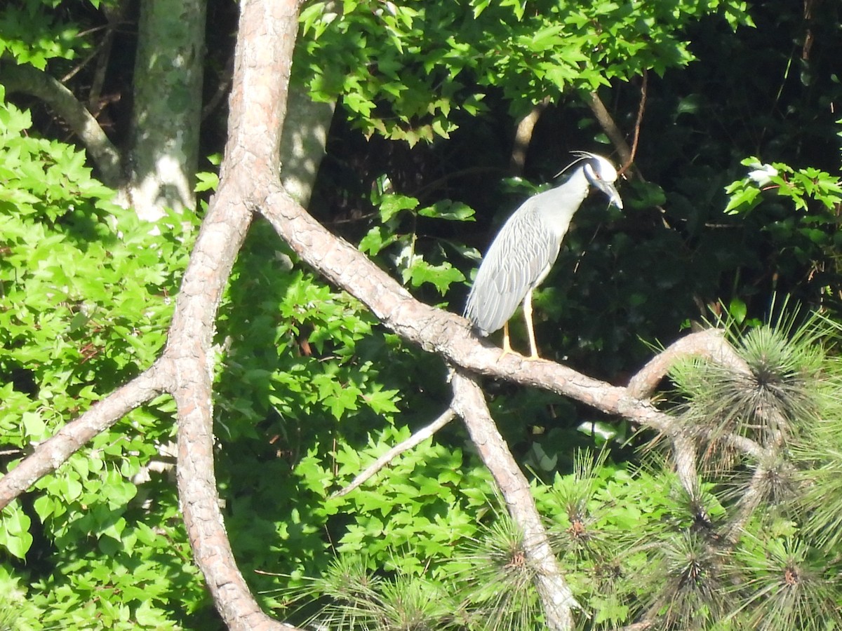 Yellow-crowned Night Heron - ML635694366