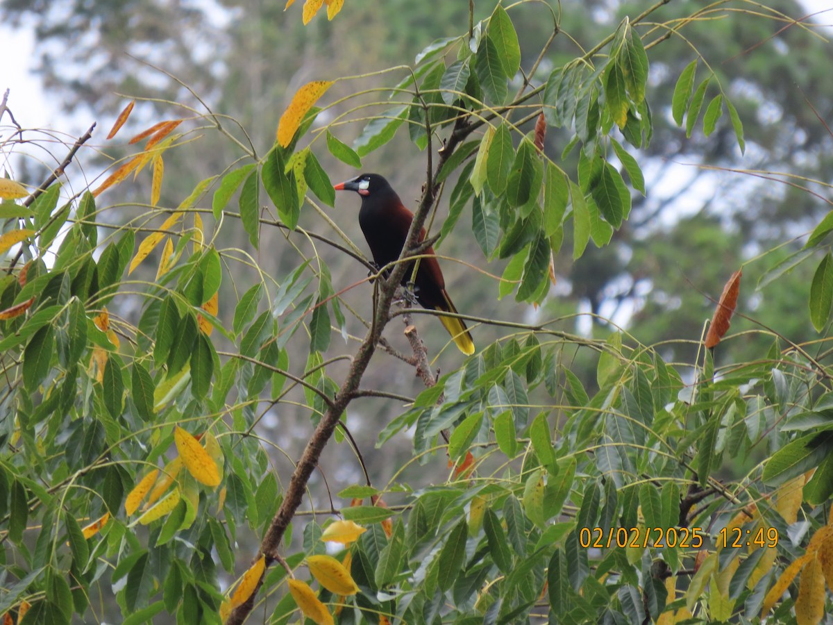 Chestnut-headed Oropendola - ML635694466