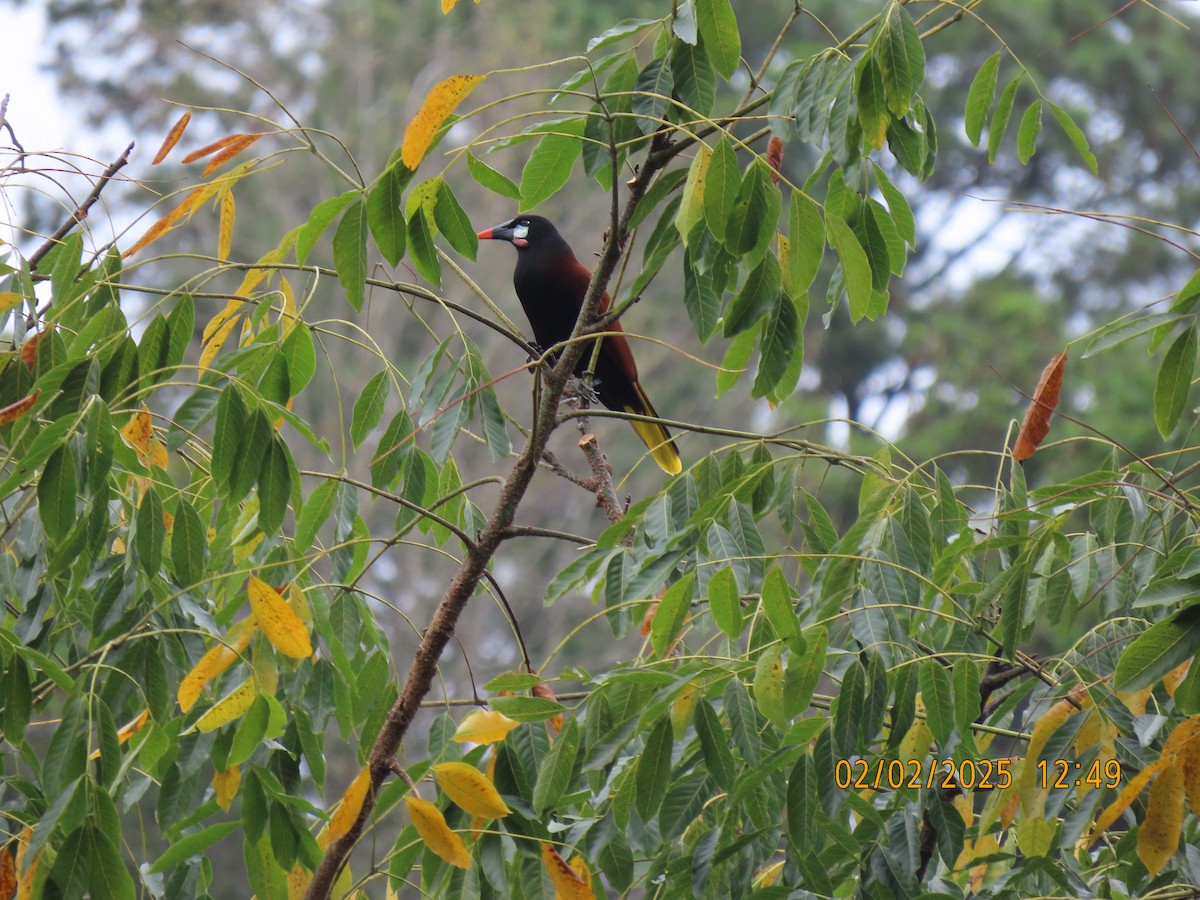 Chestnut-headed Oropendola - ML635694467