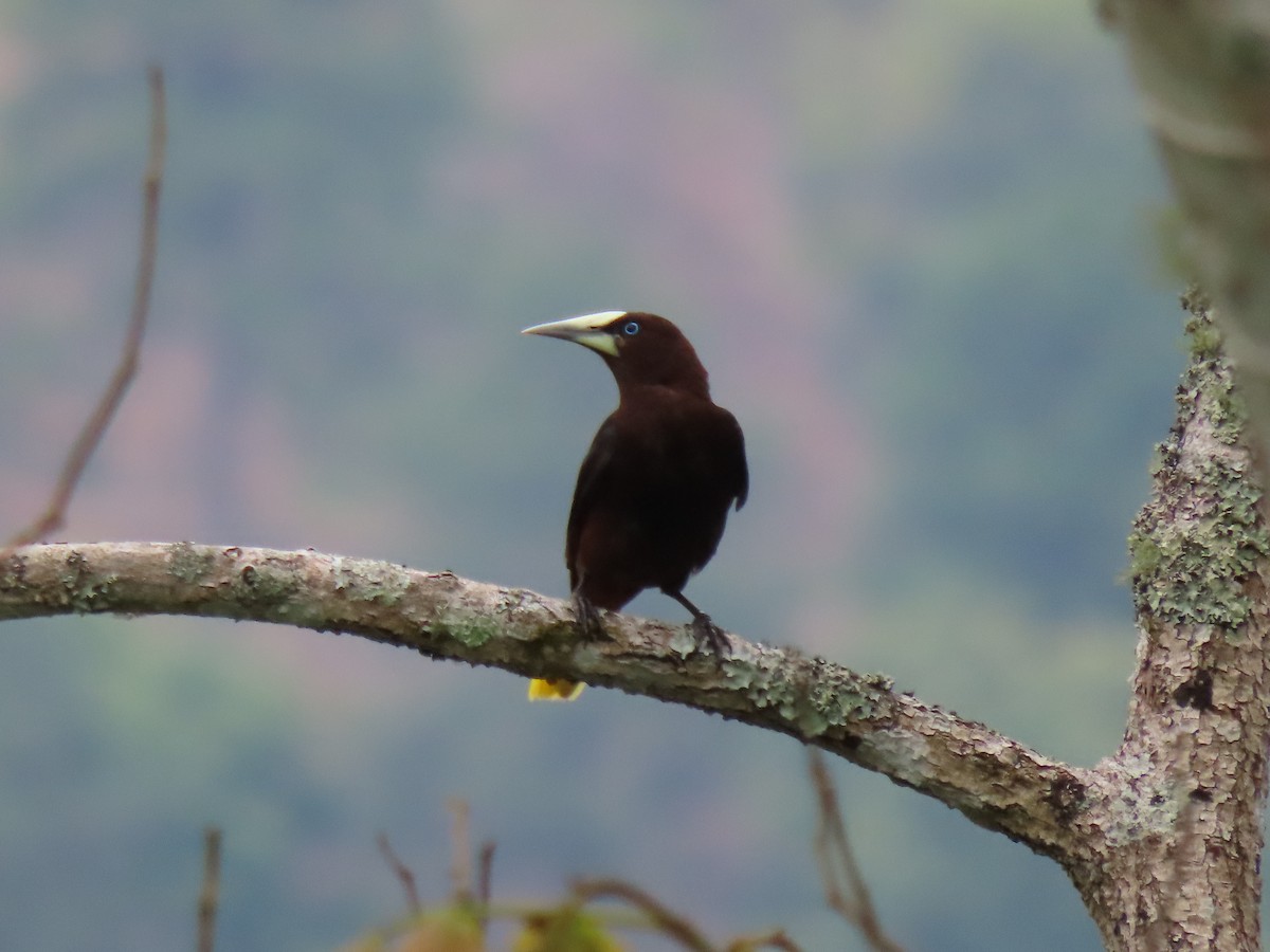 Chestnut-headed Oropendola - ML635694468