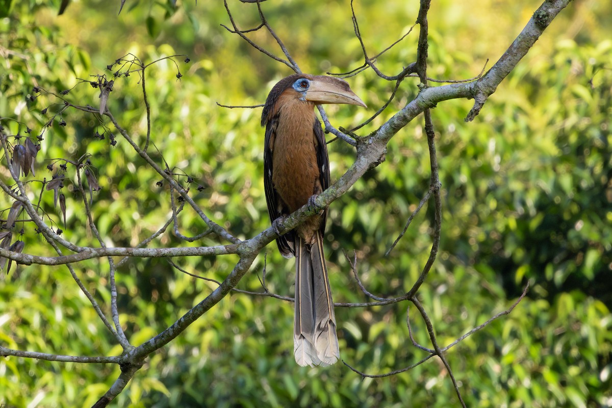 Rusty-cheeked Hornbill - ML635694483
