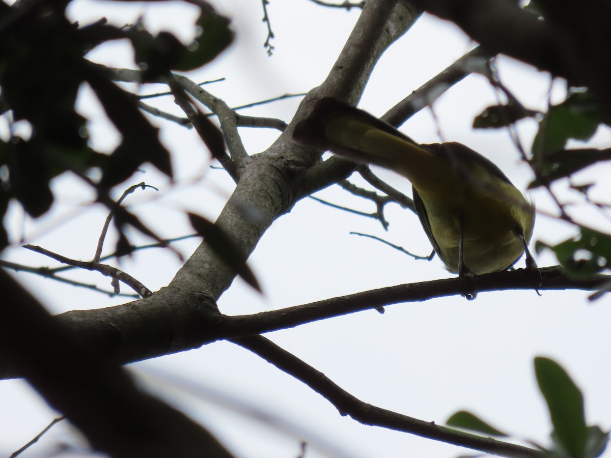Green Jay - ML635694550