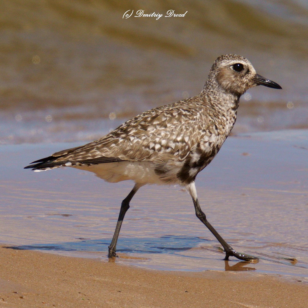 Black-bellied Plover - ML635694669