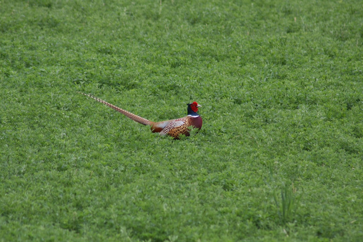 Ring-necked Pheasant - ML63569471