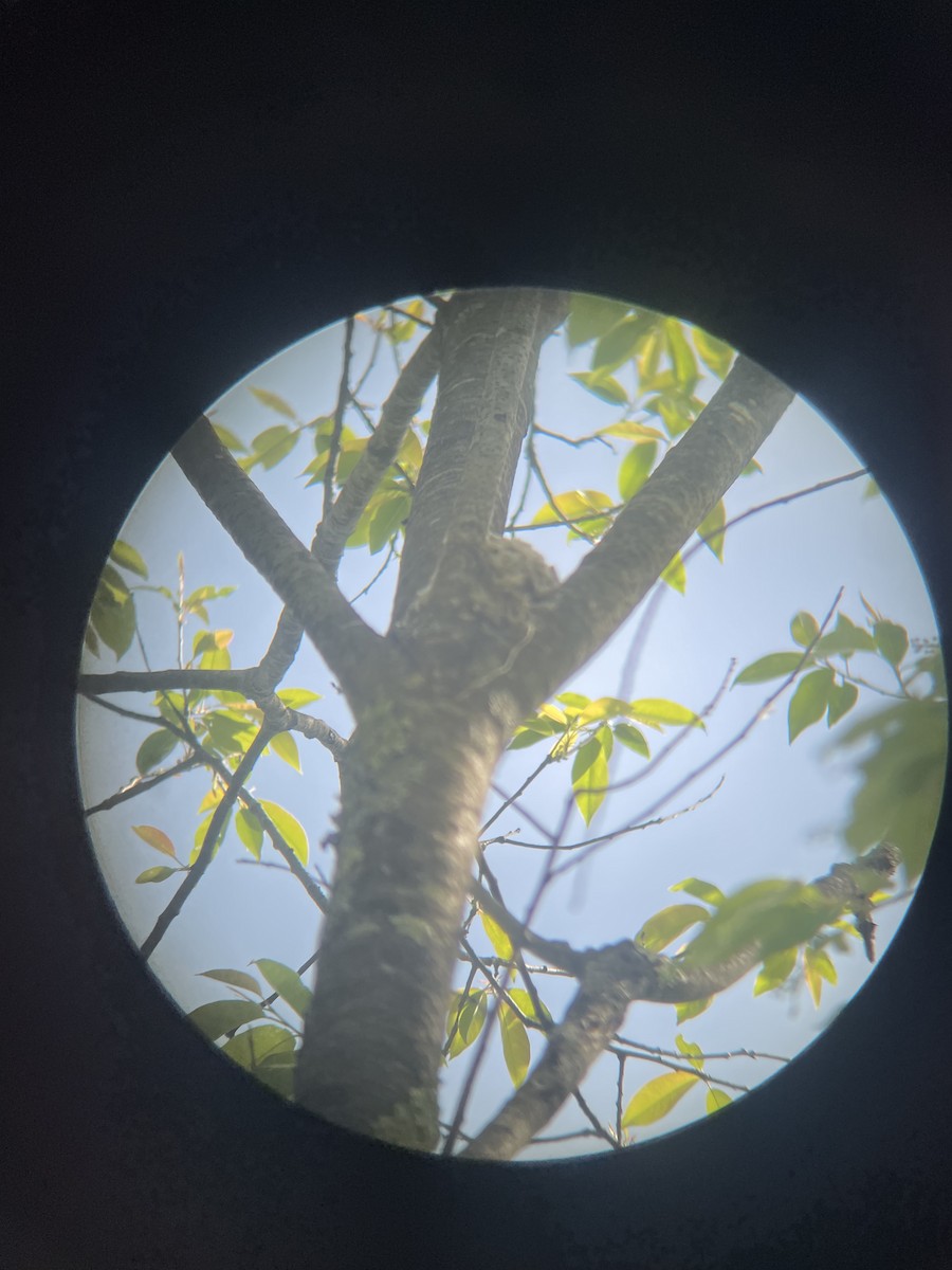 Least Flycatcher - ML635694754
