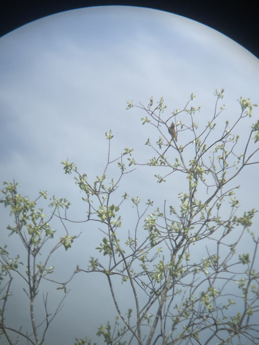 Common Yellowthroat - ML635694787